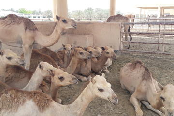 City tour and Sightseeing in Bahrain
