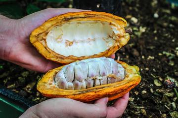 Half-day Coffee and Chocolate Tour with Guide