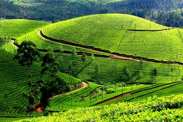 3 Days Kerala Tour Discover Tea Gardens and adventure through the hills of Munnar from Kochi