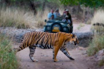 5 Days Golden Triangle Private Tour and Ranthambore Wildlife Safari from Delhi