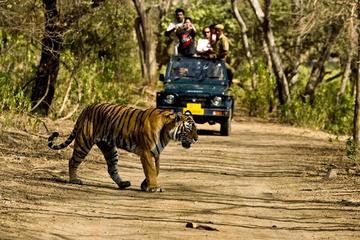 Khajuraho Day Tour: Jungle Safari at Panna National Park and Western and Eastern Temple