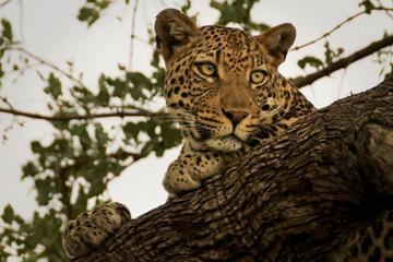 Narlai Leopard Safari and Village Walk Tour from Udaipur with Lunch