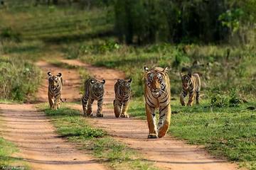 Private Tour: 08 Days Golden Triangle with Palaces Forts Tigers and Kebab