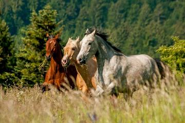 HORSEBACK RIDING IN LJUBLJANA