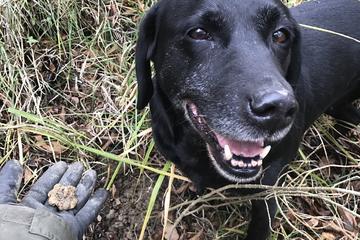 TRUFFLE HUNTING & WINE TASTING IN SLOVENIAN ISTRIA