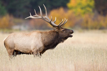 Elk at Mountain