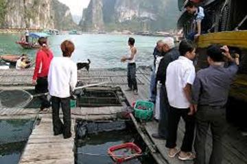 Cat Ba Cooking Class Go to Market with Seafood from Cat Ba Town