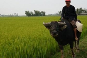 Hoi An Buffalo Cart Experience from Hoi An