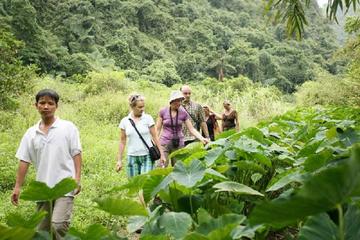 Private Tour Cat Ba National Park Long Trek Full Day