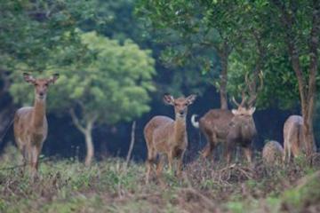 Private Tour Cuc Phuong National Park Full Day Trekking and Discovering