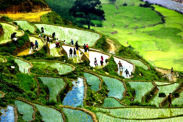 Sapa Trek Group Tour 3days by Bus from Hanoi with 1 night hotel&1 night homestay