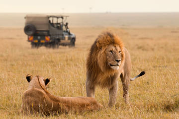 15-Day South Africa Uncovered: Kruger and Garden Route from Jo'burg to Cape Town