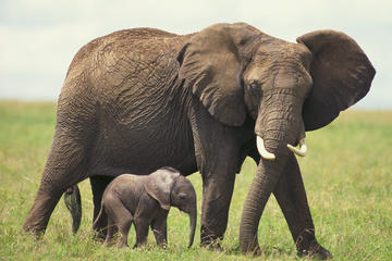 2-Day Private Western Cape Safari and Route 62 from Cape Town