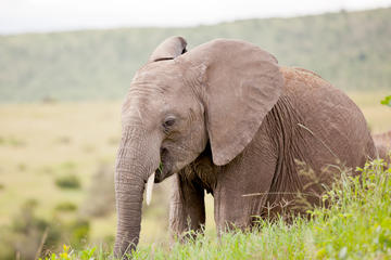 2-Day Western Cape Wildlife Game Drive and Route 62 from Cape Town