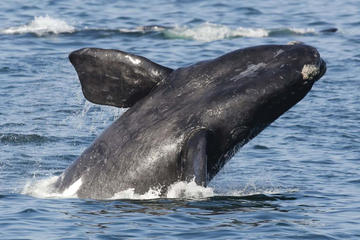 2-Day Whales and Wineries from Cape Town with Shark Dive Upgrade
