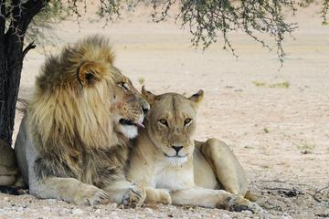 3-Day Private Garden Route Tour from Cape Town with Game Drive