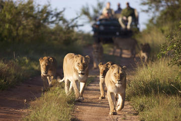 4-day Private Kapama Bush Spa Safari with optional Hot Air Balloon Ride