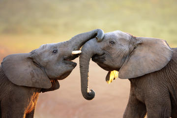 5-Day Private Garden Route Tour: Tsitsikamma National Park, Addo Elephant National Park, Jeffreys Bay and Oudtshoorn