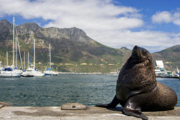 Hout Bay, Cape Peninsula, and Optional Boulders Beach Penguins Day Trip from Cape Town