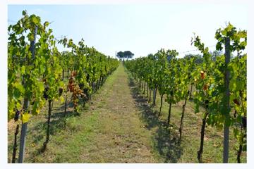 Chianti Wine and Vinci Group Tour from Viareggio