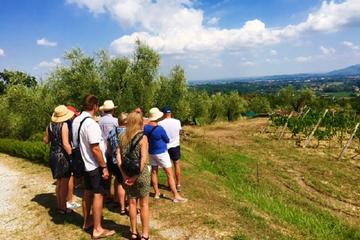 Wine Tour of Lucca Hills half-day Small Group from Lucca
