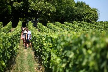 Small-Group Medoc Wine Tasting and Chateaux Tour from Bordeaux
