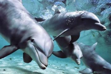 General Admission to the Miami Seaquarium