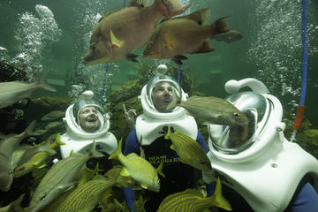 Underwater Helmet-Diving Experience at the Miami Seaquarium