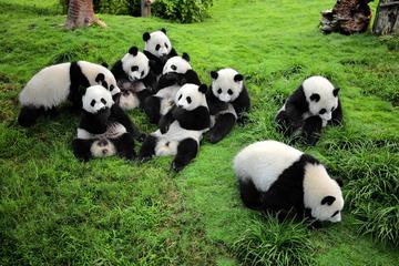 Taste of Chengdu:Panda & Chuancai Museum