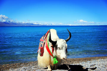 4-Day Lhasa and Lake Namtso Private Tour