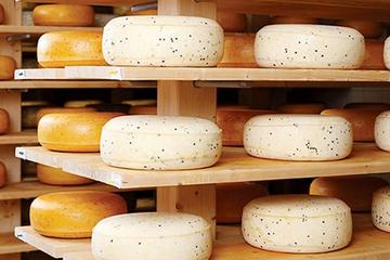 Ensenada Shore Excursion: Wine and Cheese Tour with Lunch in Ojos Negros Valley