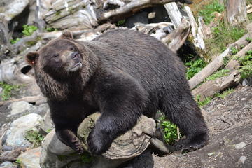 Day Trip Fortress of the Bear Private Tour in Sitka near Sitka, Alaska 
