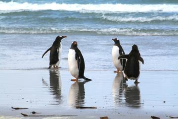 Gentoo Penguins at Berthas Beach Guided Tour from Stanley