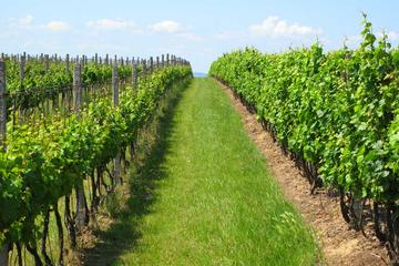 Guided Private Wine Tour with Tasting and Lunch