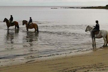 Horseback Riding Experience with Lunch