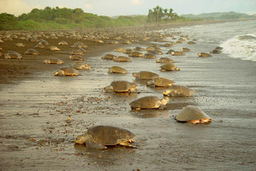 Private Limon Shore Excursion: Tortuguero Canals Tour