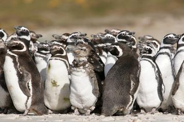 Puerto Madryn Shore Excursion: Private Day Trip to Punta Tombo Penguin Colony