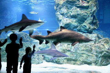COEX Aquarium Discount Ticket