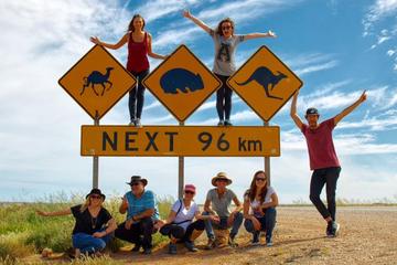 9-Day Perth to Adelaide Nullarbor Camping Adventure with Optional Shark Cage Dive and Swim with Sealions and Dolphins
