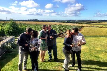 Small Group Tour: The Montevideo Wine Experience