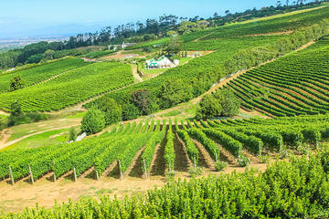 Viator VIP: Cape Winelands Meal and Wine Helicopter Tour from Cape Town