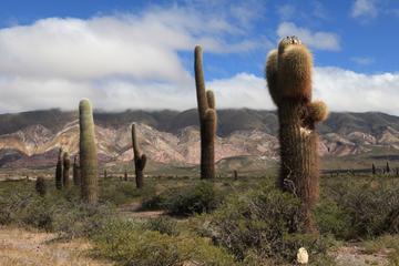 2-Day Calchaquí Valley Tour to Cachi and Cafayate