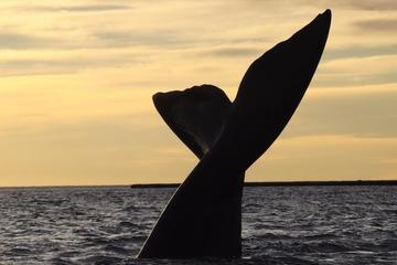 3-Night Tour to Puerto Madryn by Air from Buenos Aires