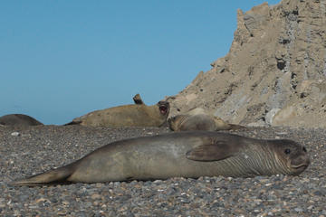 Full Day Tour to Punta Ninfas from Puerto Madryn