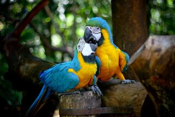 Guira Oga Bird Park Admission with Iguazú Falls Upgrade