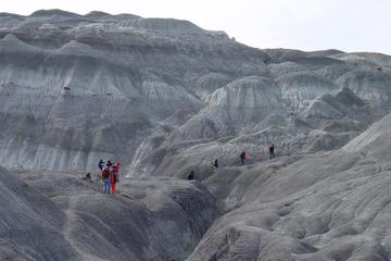 La Leona Petrified Forest Hiking Tour from El Calafate