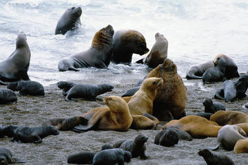 Peninsula Valdes Full Day Tour from Puerto Madryn With optional Whale Watching