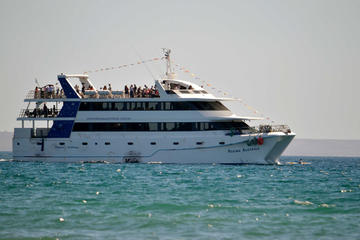 Puerto Madryn Gulf Sightseeing Cruise