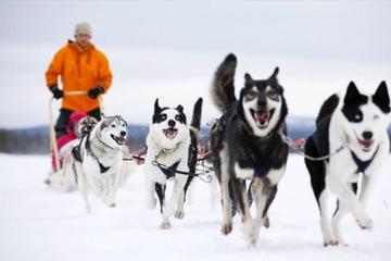 Sled Husky Experience From Ushuaia