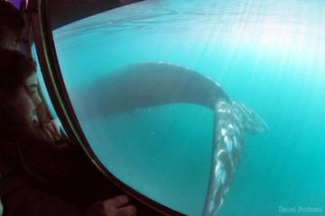 Submarine Whale-Watching Cruise from Puerto Pirámides